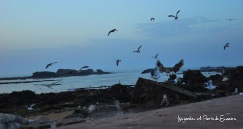1gaviotas del puerto de essaouira